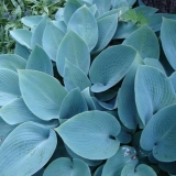 Da li je moguće uzgajati hostu kod kuće u saksiji